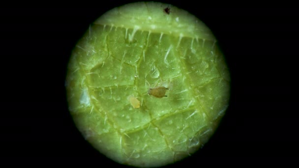 Aphid Microscopio Aphididae Superfamiglia Afide Aphidoidea Hemiptera Una Foglia Cetriolo — Video Stock