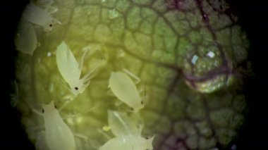 Aphididae (Aphidoidea, Hemiptera) bir salatalık yaprağı üzerinde mikroskop altında bulunan yaprak biti süper ailesi.