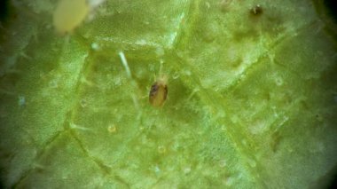 İki benekli örümcek maytı mikroskop altında, (Tetranychus urticae) salatalık yaprağında örümcek ağında sürünüyor.