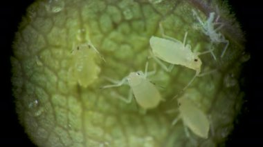 Aphididae (Aphidoidea, Hemiptera) bir salatalık yaprağı üzerinde mikroskop altında bulunan yaprak biti süper ailesi..