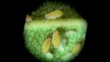 Aphididae (Aphidoidea, Hemiptera) bir salatalık yaprağı üzerinde mikroskop altında bulunan yaprak biti süper ailesi.