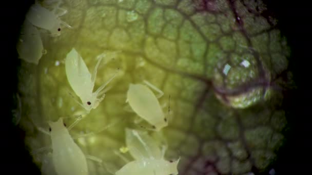 顕微鏡の下でアブラムシ Aphidedae キュウリの葉の上にアブラムシの超科 Aphidoide Hemiptera 多くは栽培植物の危険な害虫です — ストック動画