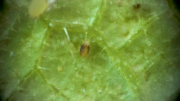 Two Spotted Spider Mite Microscope Tetranychus Urticae Crawling Spider Web — Stock Video