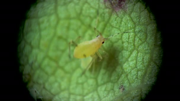 Aphid Onder Een Microscoop Aphididae Bladluis Superfamilie Aphidoidea Hemiptera Een — Stockvideo