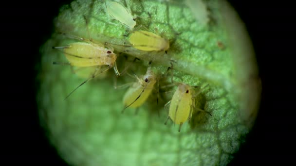 顕微鏡の下でアブラムシ Aphidedae キュウリの葉の上にアブラムシの超科 Aphidoide Hemiptera 多くは栽培植物の危険な害虫です — ストック動画