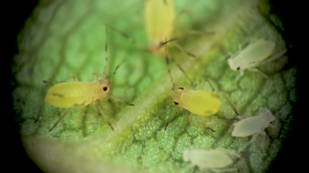 Тля Микроскопом Aphididae Тля Надсемейства Aphidoidea Hemiptera Огуречном Листе Многие — стоковое видео