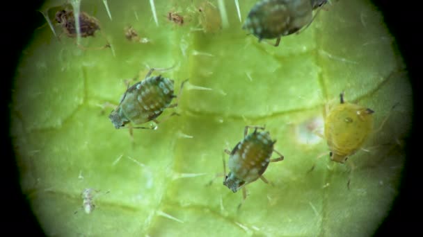 Aphid Onder Een Microscoop Aphididae Bladluis Superfamilie Aphidoidea Hemiptera Een — Stockvideo