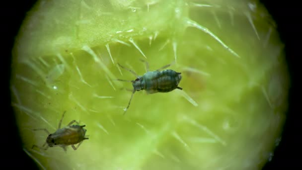 Afode Sob Microscópio Aphididae Superfamília Pulgões Aphidoidea Hemiptera Uma Folha — Vídeo de Stock