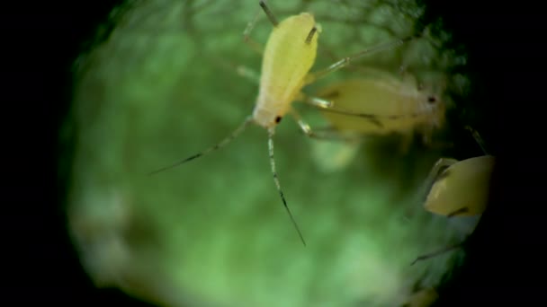 Pulgón Bajo Microscopio Aphididae Superfamilia Del Pulgón Aphidoidea Hemiptera Sobre — Vídeos de Stock