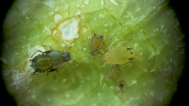 Aphid Microscopio Aphididae Superfamiglia Afide Aphidoidea Hemiptera Una Foglia Cetriolo — Video Stock