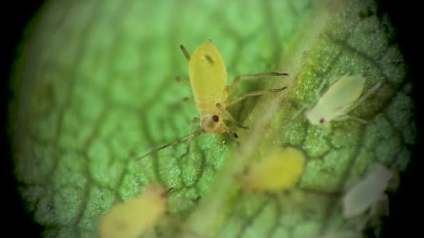 Afode Sob Microscópio Aphididae Superfamília Pulgões Aphidoidea Hemiptera Uma Folha — Vídeo de Stock