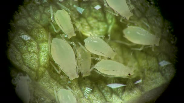 Aphid Microscopio Aphididae Superfamiglia Afide Aphidoidea Hemiptera Una Foglia Cetriolo — Video Stock