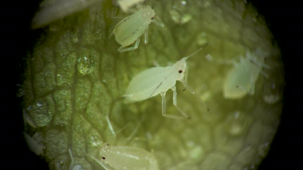 Aphid Mikroszkóp Alatt Aphididae Aphid Szupercsalád Aphidoidea Hemiptera Uborkalevélen Sok — Stock videók