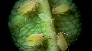 Aphididae (Aphidoidea, Hemiptera) bir salatalık yaprağı üzerinde mikroskop altında bulunan yaprak biti süper ailesi.