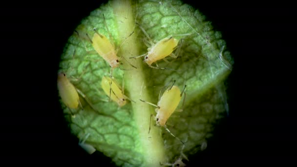 Pulgón Bajo Microscopio Aphididae Superfamilia Del Pulgón Aphidoidea Hemiptera Sobre — Vídeo de stock