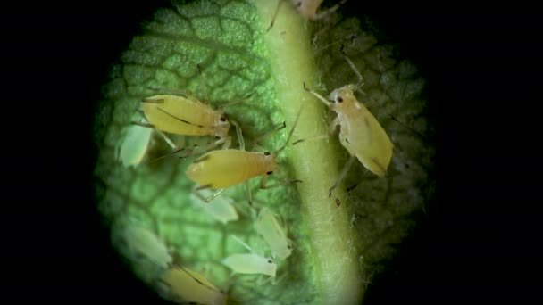 Blattläuse Unter Dem Mikroskop Blattläuse Blattlausüberfamilie Aphidoidea Hemiptera Auf Einem — Stockvideo