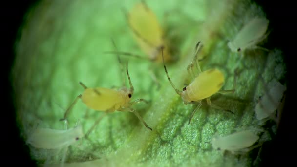 顕微鏡の下でアブラムシ Aphidedae キュウリの葉の上にアブラムシの超科 Aphidoide Hemiptera 多くは栽培植物の危険な害虫です — ストック動画