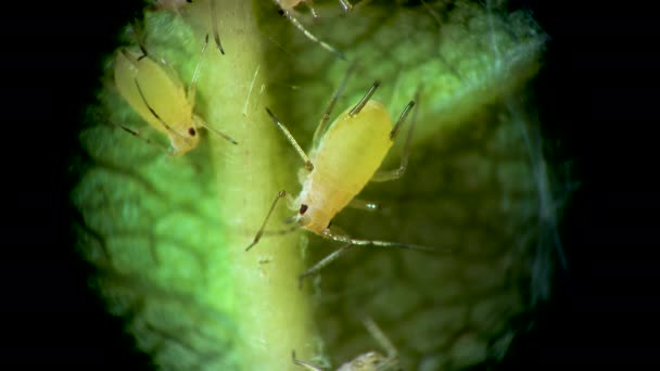 Aphid Ett Mikroskop Aphididae Bladlöss Superfamilj Aphidoidea Hemiptera Ett Gurkblad — Stockvideo