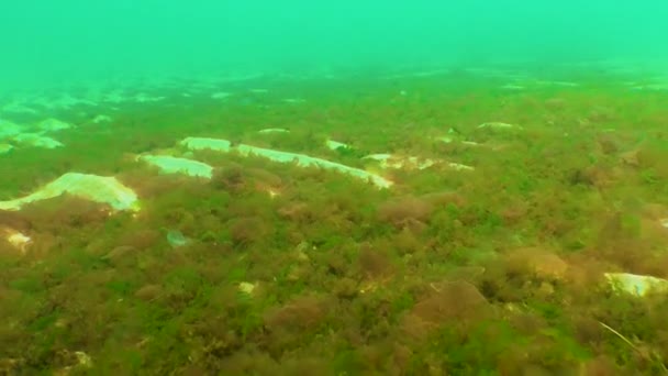 红藻和绿藻 Porphira Leucosticta Enteromorpha Ulva Ceramium Polisiphonia 海草波浪汹涌地躺在黑海的沙质海底 — 图库视频影像
