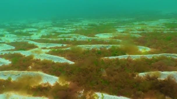 Algas Vermelhas Verdes Porphira Leucosticta Enteromorpha Ulva Ceramium Polisiphonia Algas — Vídeo de Stock