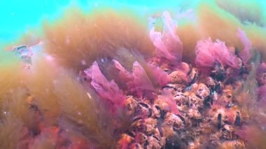 Karadeniz yosunları. Karadeniz 'deki kayalar üzerinde kırmızı ve yeşil algler (Porphira leucosticta, Enteromorpha, Ulva, Seramium, Polisiphonia)