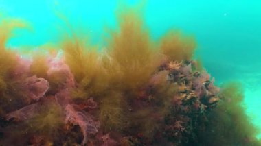 Karadeniz bitkisi. Karadeniz 'deki kayalar üzerinde kırmızı ve yeşil algler (Porphira leucosticta, Enteromorpha, Ulva, Seramium, Polisiphonia)