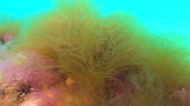 Karadeniz bitkisi. Karadeniz 'deki kayalar üzerinde kırmızı ve yeşil algler (Porphira leucosticta, Enteromorpha, Ulva, Seramium, Polisiphonia)