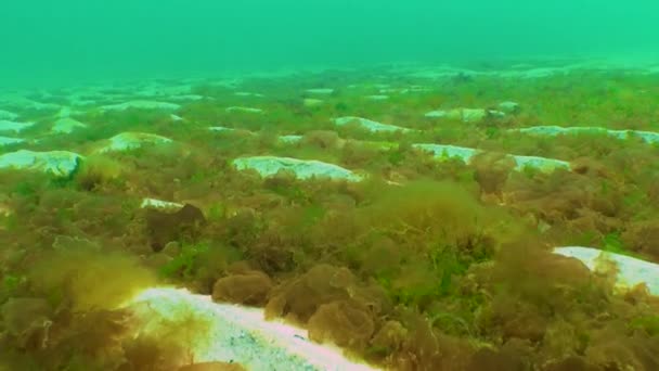 Algues Rouges Vertes Porphira Leucosticta Enteromorpha Ulva Ceramium Polisiphonia Algues — Video