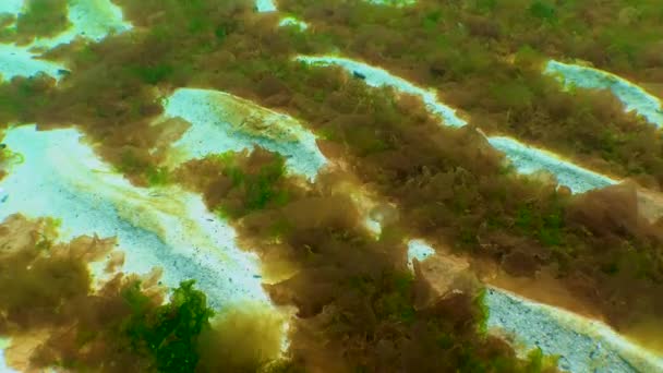 Alghe Rosse Verdi Porphira Leucosticta Enteromorpha Ulva Ceramium Polisiphonia Trovano — Video Stock