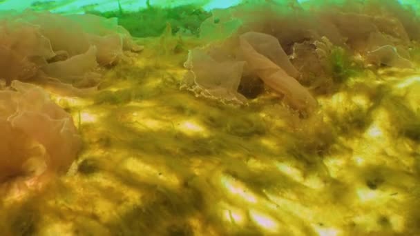 Flora Laut Hitam Ganggang Merah Dan Hijau Porphira Leucosticta Enteromorpha — Stok Video