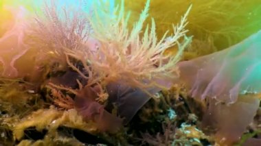 Karadeniz yosunları. Karadeniz 'de kayalar üzerinde kırmızı, kahverengi ve yeşil algler (Porphira leucosticta, Enteromorpha, Ulva, Seramium, Polisiphonia)