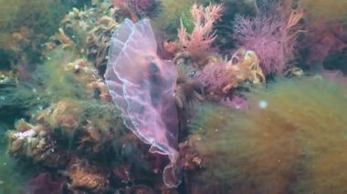 Karadeniz yosunları. Karadeniz 'deki kayalar üzerinde kırmızı ve yeşil algler (Porphira leucosticta, Enteromorpha, Ulva, Seramium, Polisiphonia)