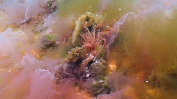 Des Algues Mer Noire Algues Rouges Vertes Porphira Leucosticta Enteromorpha — Video