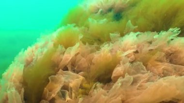 Karadeniz yosunları. Karadeniz 'deki kayalar üzerinde kırmızı ve yeşil algler (Porphira leucosticta, Enteromorpha, Ulva, Seramium, Polisiphonia)