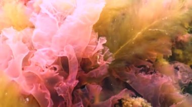 Karadeniz yosunları. Karadeniz 'deki kayalar üzerinde kırmızı ve yeşil algler (Porphira leucosticta, Enteromorpha, Ulva, Seramium, Polisiphonia)