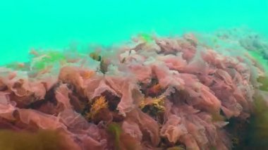 Karadeniz yosunları. Karadeniz 'deki kayalar üzerinde kırmızı ve yeşil algler (Porphira leucosticta, Enteromorpha, Ulva, Seramium, Polisiphonia)