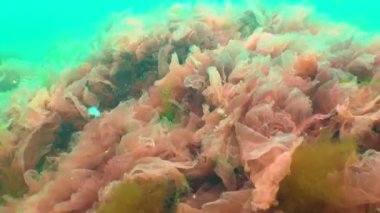 Karadeniz yosunları. Karadeniz 'deki kayalar üzerinde kırmızı ve yeşil algler (Porphira leucosticta, Enteromorpha, Ulva, Seramium, Polisiphonia)