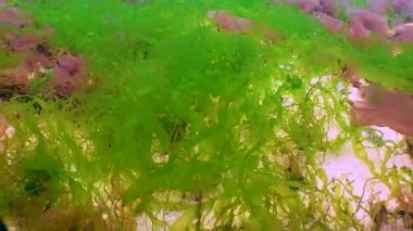 Karadeniz yosunları. Karadeniz 'deki kayalar üzerinde kırmızı ve yeşil algler (Porphira leucosticta, Enteromorpha, Ulva, Seramium, Polisiphonia)