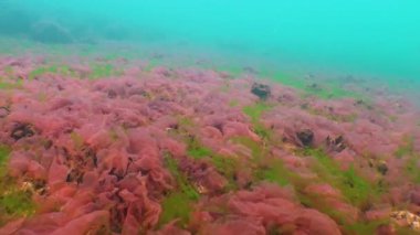 Karadeniz yosunları. Karadeniz 'deki kayalar üzerinde kırmızı ve yeşil algler (Porphira leucosticta, Enteromorpha, Ulva, Seramium, Polisiphonia)