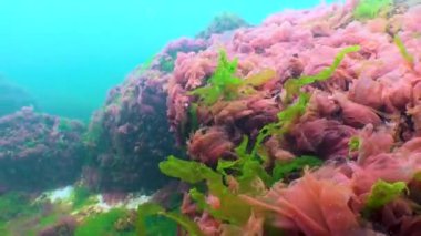 Karadeniz yosunları. Karadeniz 'deki kayalar üzerinde kırmızı ve yeşil algler (Porphira leucosticta, Enteromorpha, Ulva, Seramium, Polisiphonia)