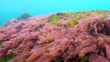 Karadeniz yosunları. Karadeniz 'deki kayalar üzerinde kırmızı ve yeşil algler (Porphira leucosticta, Enteromorpha, Ulva, Seramium, Polisiphonia)