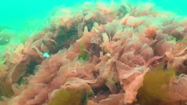 Algas Mar Negro Algas Vermelhas Verdes Porphira Leucosticta Enteromorpha Ulva — Vídeo de Stock