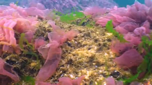 Algas Mar Negro Algas Vermelhas Verdes Porphira Leucosticta Enteromorpha Ulva — Vídeo de Stock