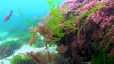 Karadeniz yosunları. Karadeniz 'deki kayalar üzerinde kırmızı ve yeşil algler (Porphira leucosticta, Enteromorpha, Ulva, Seramium, Polisiphonia)
