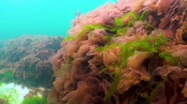 Karadeniz yosunları. Karadeniz 'deki kayalar üzerinde kırmızı ve yeşil algler (Porphira leucosticta, Enteromorpha, Ulva, Seramium, Polisiphonia)