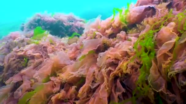 Des Algues Mer Noire Algues Rouges Vertes Porphira Leucosticta Enteromorpha — Video