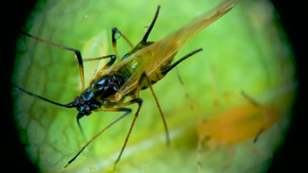 Gevleugeld Exemplaar Aphid Onder Een Microscoop Bladluis Superfamilie Aphidoidea Hemiptera — Stockvideo