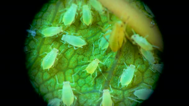Puceron Microscope Superfamille Pucerons Aphidoidea Hémiptères Sur Une Feuille Concombre — Video