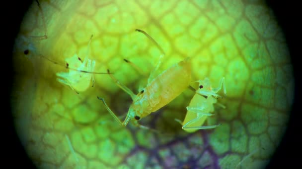 Pulgón Bajo Microscopio Superfamilia Del Pulgón Aphidoidea Hemiptera Sobre Hoja — Vídeos de Stock