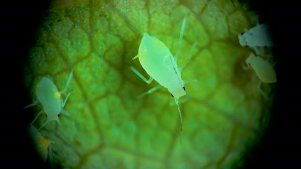 Aphid Під Мікроскопом Aphid Superfamily Aphidoidea Hemiptera Огірковому Листі Багато — стокове відео